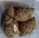 Muscheln braun-weiss